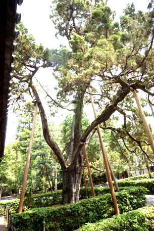 大徳寺のイブキ