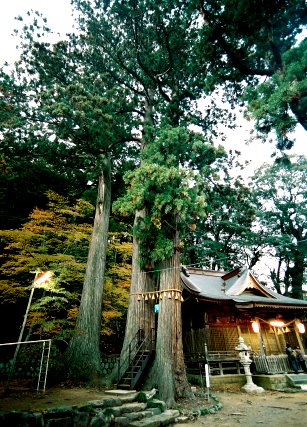 日枝神社のスギ
