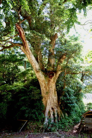 古森神社のタブノキ