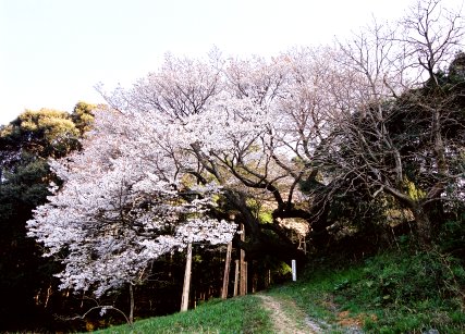 松沢寺の山桜