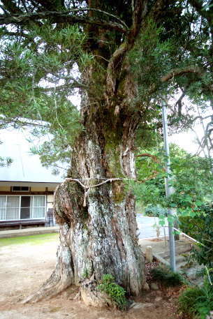 栄宝寺のラカンマキ