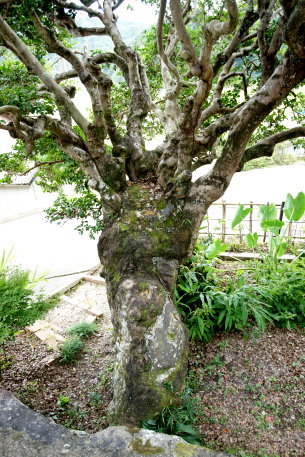 御作のサザンカ