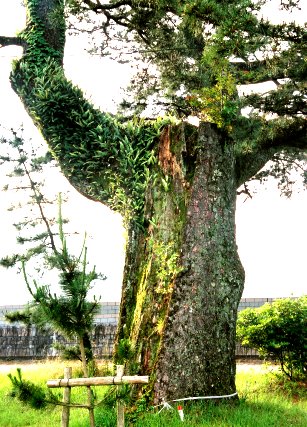 三木里海岸のクロマツ No1