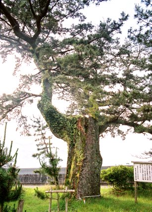 三木里海岸のクロマツ No1