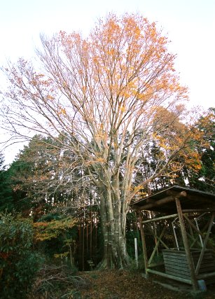 文殊山城跡のブナ