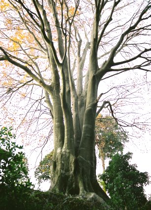 文殊山城跡のブナ
