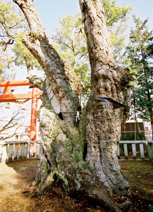 立木神社のウラジロガシ