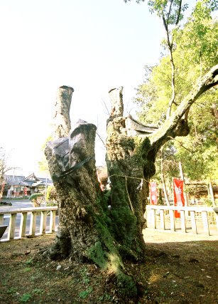 立木神社のウラジロガシ