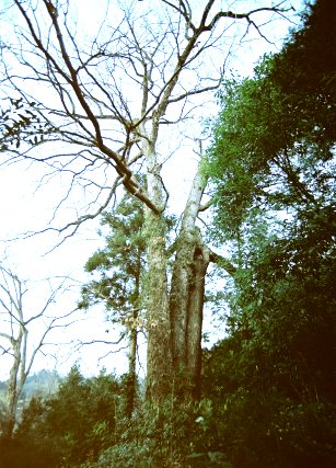 追分のアベマキ