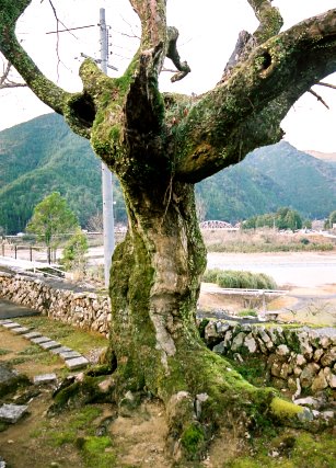 小船禅燈寺のイロハモミジ