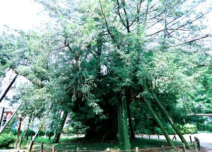 名古屋城のカヤ