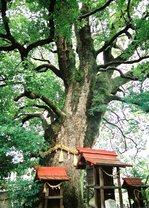 日吉神社のクスノキ