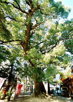 若宮神社のクスノキ