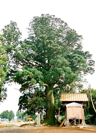 宝永の杉