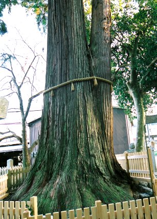 津田神社のスギ