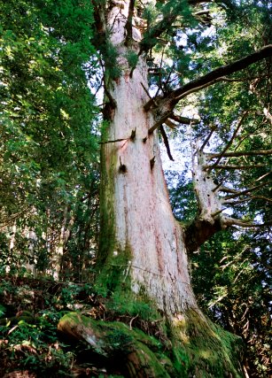 高根神社の大杉