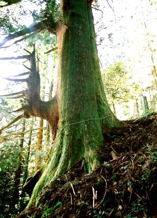 高根神社の大杉