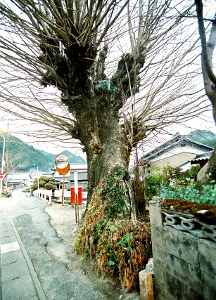 能登瀬の大銀杏