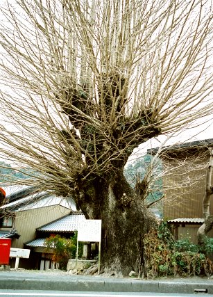 能登瀬の大銀杏