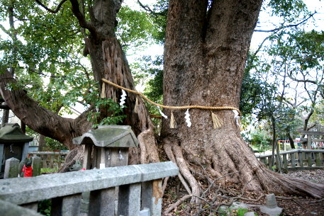 信太森葛葉稲荷神社の楠