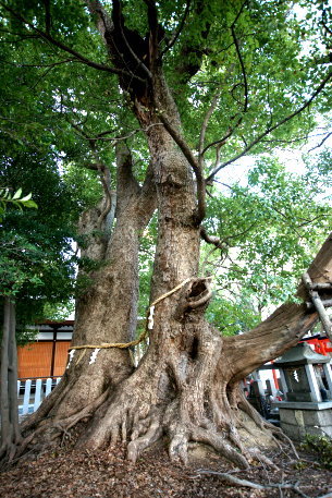 信太森葛葉稲荷神社の楠