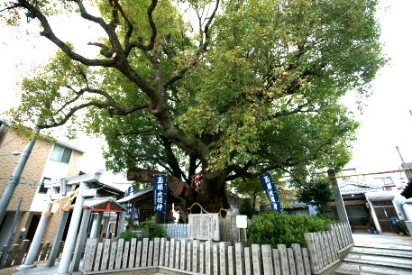 八王子神社御旅所の大楠