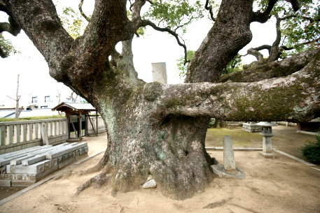 小楠公墓地の大楠