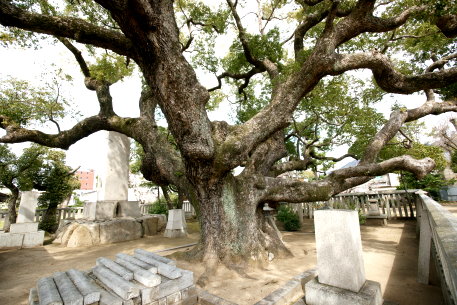 小楠公墓地の大楠