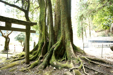 出灰素盞鳴神社のカツラ