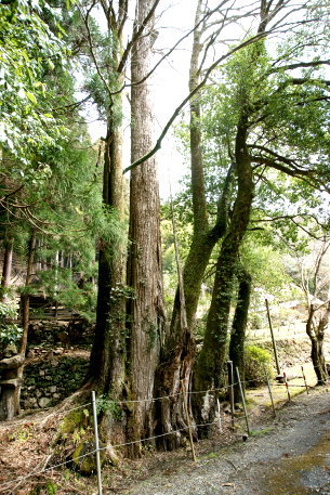 出灰素盞鳴神社のカツラ