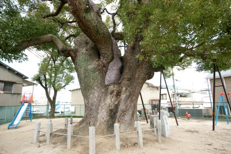 弥栄の樟