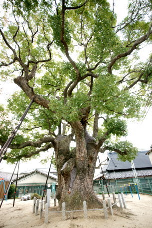 弥栄の樟