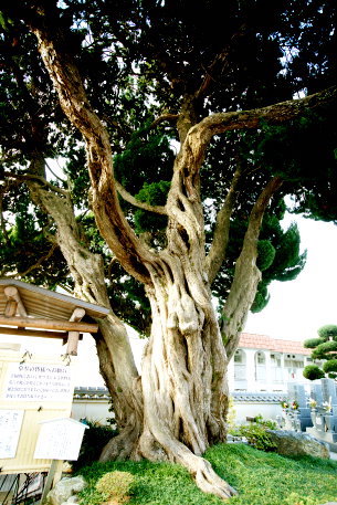 自性院のカイヅカイブキ