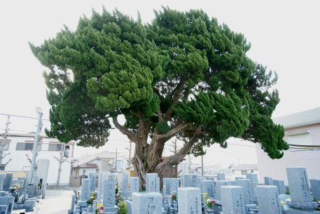 自性院のカイヅカイブキ