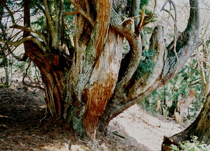 片波川減流域の大櫓杉