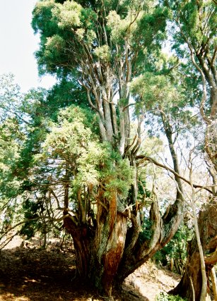 片波川減流域の大櫓杉
