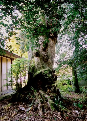 香取五神社のタブノキ