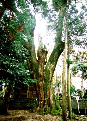 森神社のタブノキ