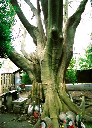 京大医学部のエノキ