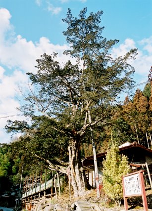 下粟代のイチイ