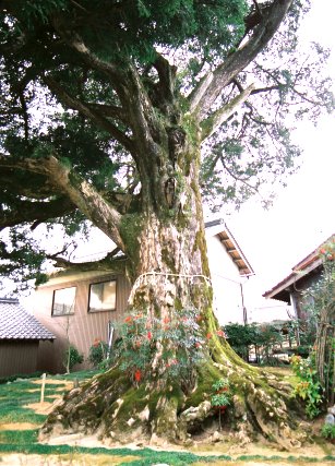 南中津原の大榧
