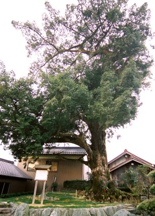 南中津原の大榧