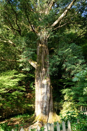 金剛院の千年ガヤ