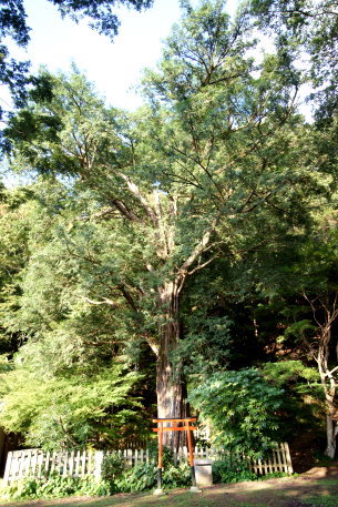 金剛院の千年ガヤ