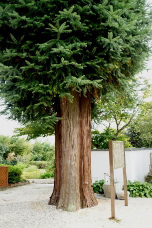 折平のコウヨウザン