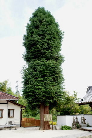 折平のコウヨウザン