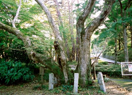 東山のサイカチ
