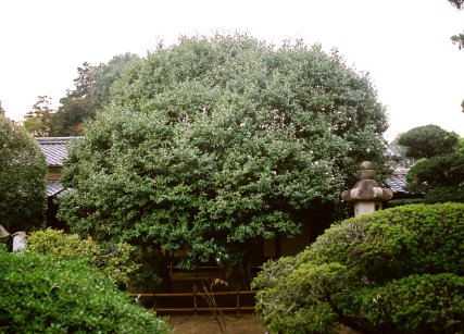 野中寺のサザンカ