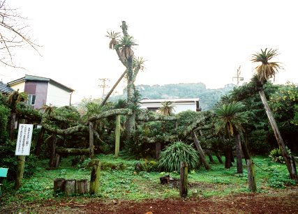 新町の大ソテツ