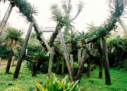 新町の大ソテツ